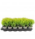 Thuja Mix Ø9