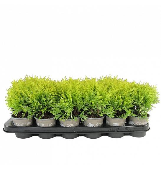 Thuja Mix Ø9