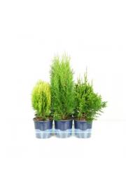 Thuja Mix Ø15 20-30 cm