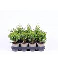Thuja Mix Ø11 10-15 cm