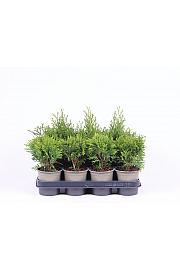 Thuja Mix Ø11 10-15 cm