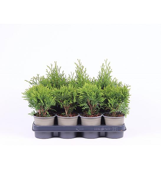 Thuja Mix Ø11 10-15 cm