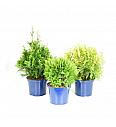 Thuja Mix C5 Lit. 30-40 cm