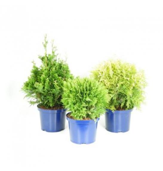 Thuja Mix C5 Lit. 30-40 cm