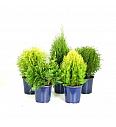 Thuja Mix C2 Lit. 30-40 cm