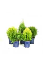 Thuja Mix C2 Lit. 30-40 cm