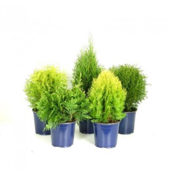 Thuja Mix C2 Lit. 30-40 cm