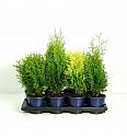 Thuja Mix C1 Lit. 15-20 cm