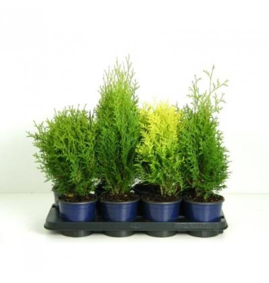 Thuja Mix C1 Lit. 15-20 cm
