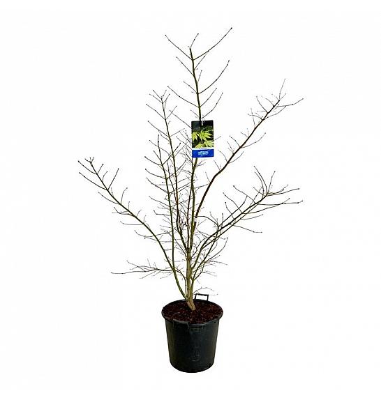 Acer pseudosieboldianum Arctic Jade® C30 Lit. 125-150 cm extra
