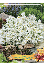 Iberis sempervirens Fischbeck Ø11