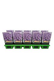 Phlox paniculata Early® Purple Eye Ø11