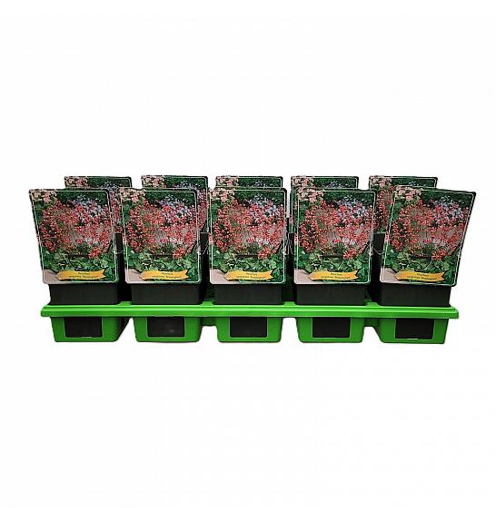 Heuchera sanguinea Bressingham Ø11