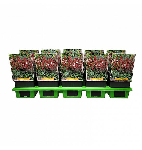 Heuchera sanguinea Leuchtkäfer Ø11