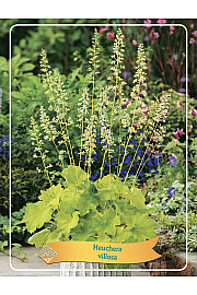 Heuchera Villosa Ø11