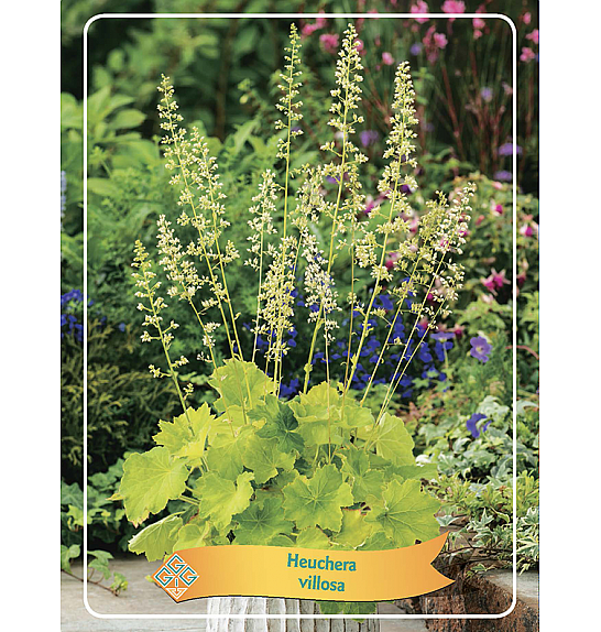 Heuchera Villosa Ø11
