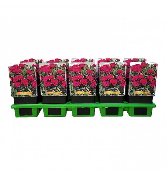 Dianthus caryophyllus Peman Violet Ø11