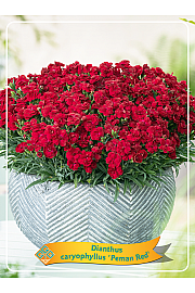 Dianthus caryophyllus Peman Red Ø11