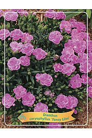 Dianthus caryophyllus Fancy Lilac Ø11