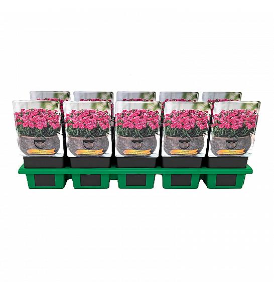 Dianthus caryophyllus Peman Fancy Cerise Ø11