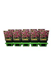 Monarda didyma Cranberry Lace Ø11