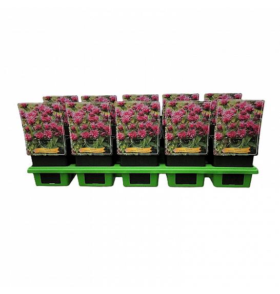 Monarda didyma Cranberry Lace Ø11