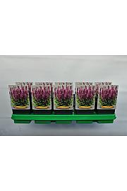 Salvia nemorosa Sensation Deep Rose Ø11