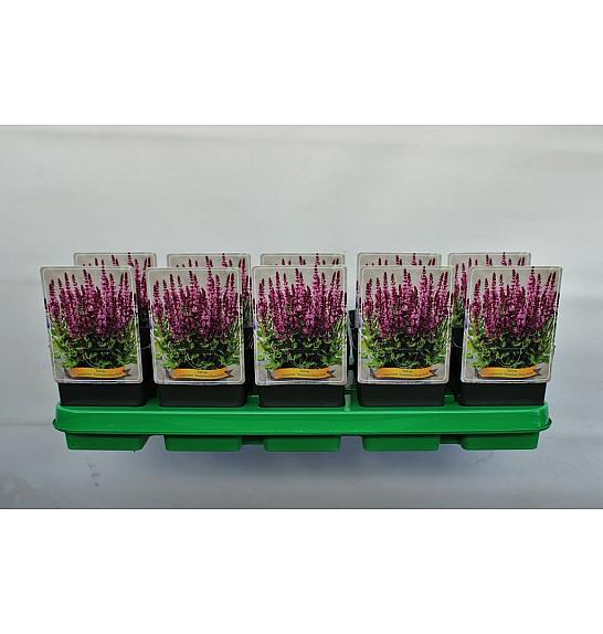 Salvia nemorosa Sensation Deep Rose Ø11