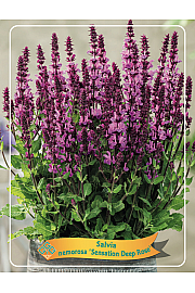 Salvia nemorosa Sensation Deep Rose Ø11