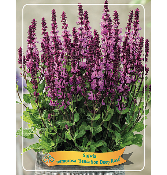 Salvia nemorosa Sensation Deep Rose Ø11
