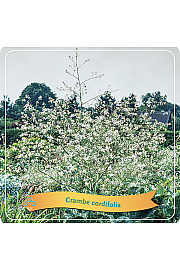 Crambe Cordifolia C5 lit.