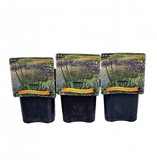 Agapanthus Sunfield C5 Lit.