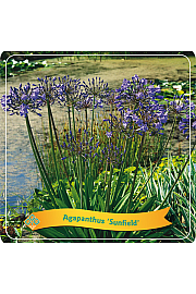 Agapanthus Sunfield C5 Lit.