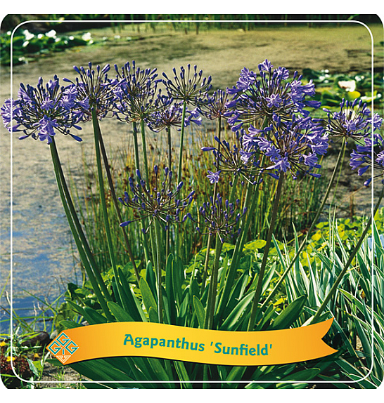 Agapanthus Sunfield C5 Lit.