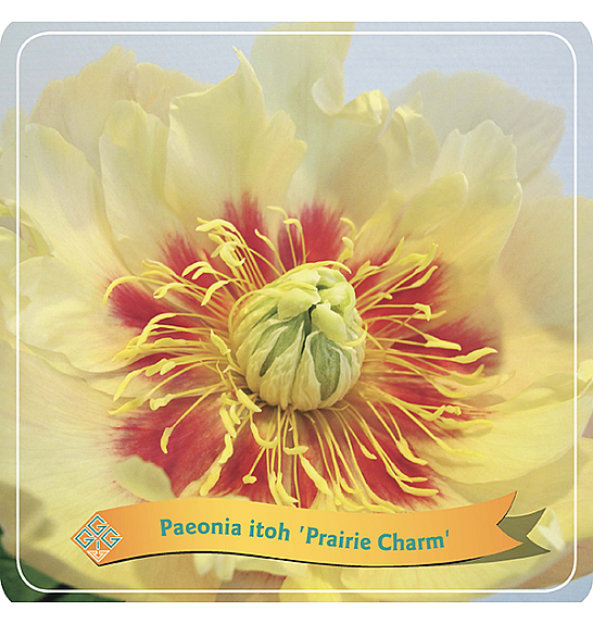 Paeonia itoh Prairie Charm C5 Lit.