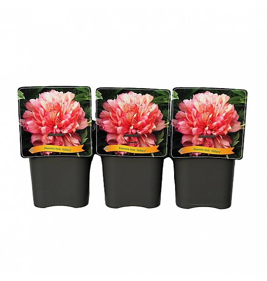 Paeonia itoh Hillary C5 Lit.