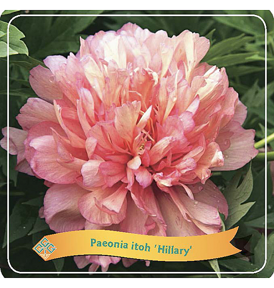 Paeonia itoh Hillary C5 Lit.