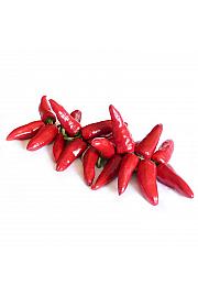 Mini čili Pikito Ø 10,5