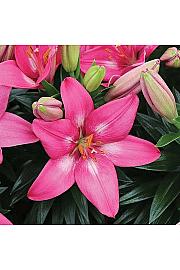 Lilium Rozalynn Ø11