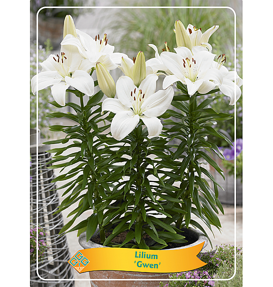 Lilium Gwen Ø11