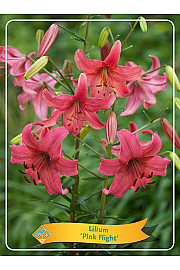 Lilium Pink Flight Ø11