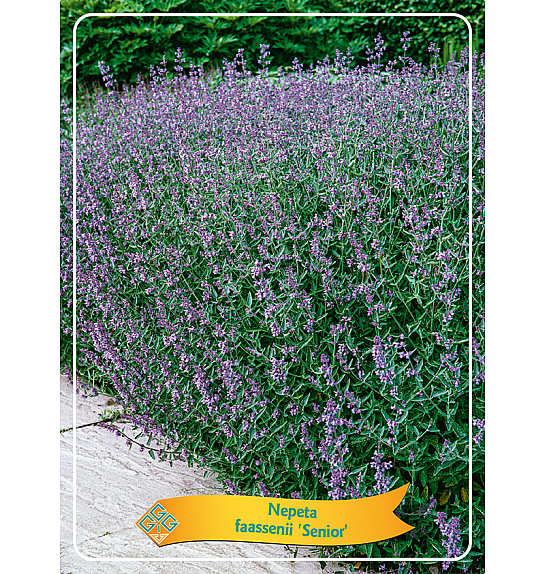 Nepeta faassenii Senior Ø11
