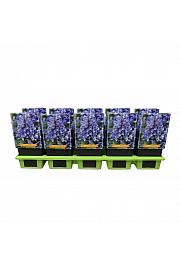Nepeta kubanica Neptune Ø11