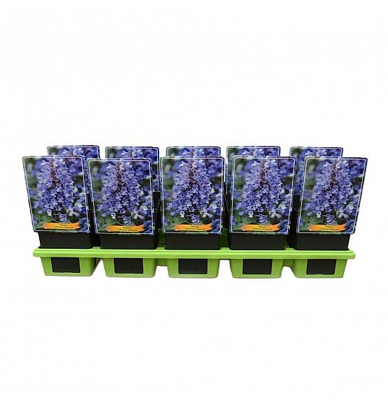 Nepeta kubanica Neptune Ø11