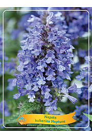 Nepeta kubanica Neptune Ø11