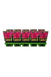 Phlox paniculata Bambini® Sweet Tart Ø11