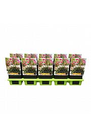 Armeria maritima Abbey Deep Rose Ø11
