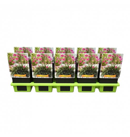 Armeria maritima Abbey Deep Rose Ø11