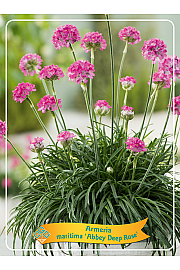 Armeria maritima Abbey Deep Rose Ø11