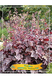 Heuchera americana Melting Fire Ø11